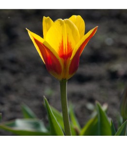 tulipan-nizky-stresa-tulipa-cibule-tulipanu-3-ks.jpg